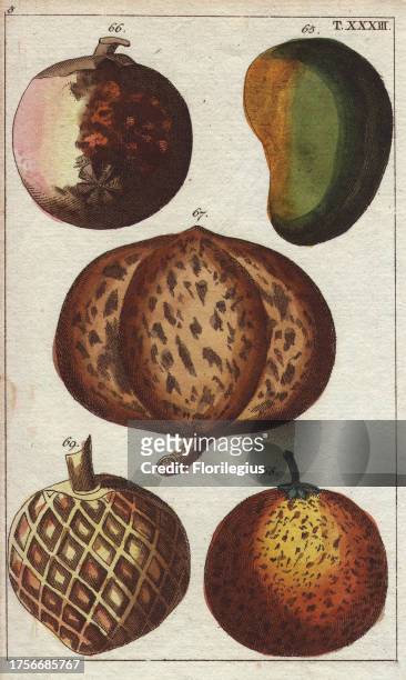 Mango, Garcinia mangostana, mammee, Mammea africana, Sapodilla, Achras sapota, Sugar apple, Annona squamosa. Handcolored copperplate engraving of a...