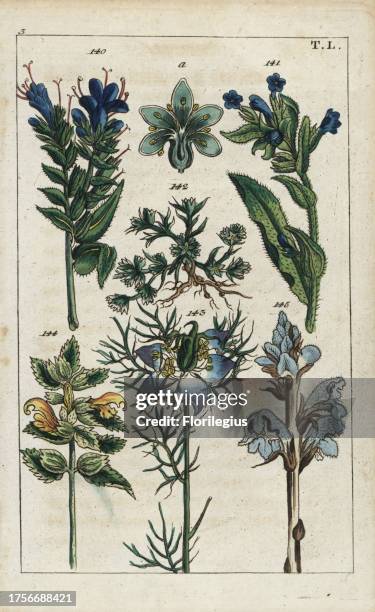 Viper's bugloss, Echium vulgare 140, small bugloss, Anchusa arvensis 141, Perennial knawel, Scleranthus perennis 142, love in a mist, Nigella...