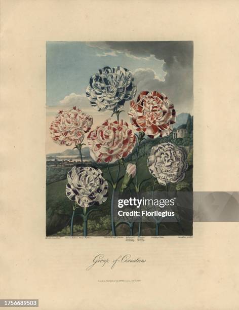 Group of Carnations, including Palmer's Defiance, Davey's Defiance, Palmer's Duchess of Dorset, Midwinter's Duchess of Wurtenberg, Caustin's British...