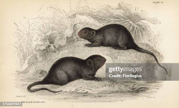 Dutch Water Rats 22 Black Water Rat Stock Photos, High-Res Pictures, and Images - Getty ...