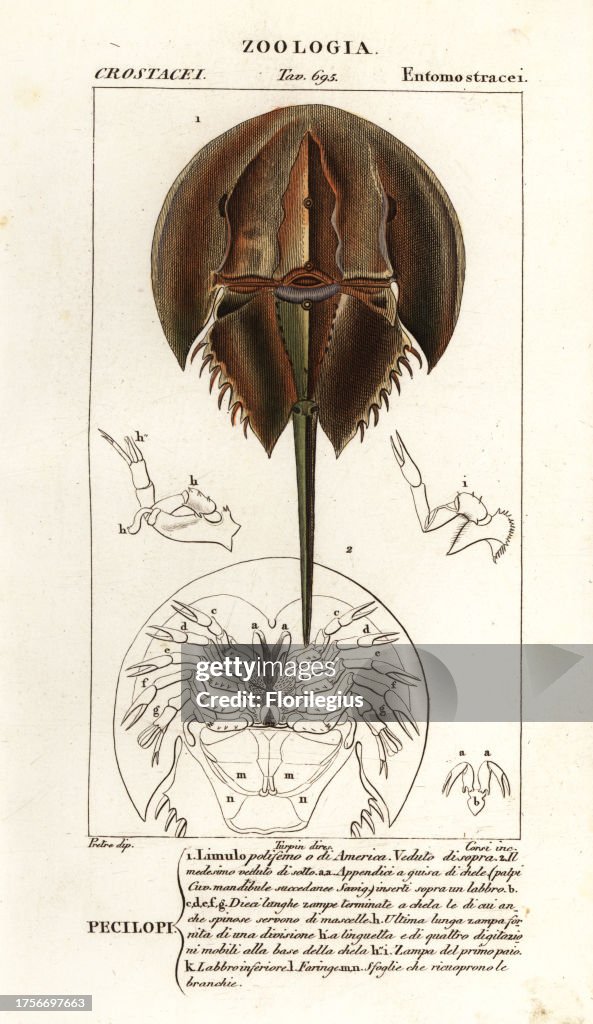 Limulus Sp Atlantic horseshoe crab, Limulus polyphemus. Percilopi Limulo... News ...
