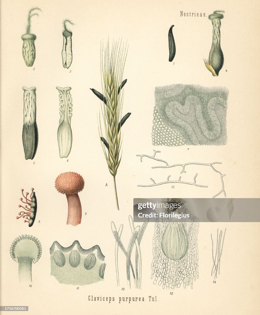 Rye ergot fungus, Claviceps purpurea. Chromolithograph after a botanical illustration from Hermann Adolph Koehler's Medicinal Plants, edited by Gustav Pabst, Koehler, Germany, 1887