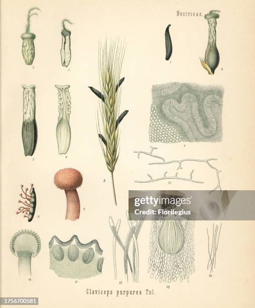 Rye ergot fungus, Claviceps purpurea. Chromolithograph after a botanical illustration from Hermann Adolph Koehler's Medicinal Plants, edited by...