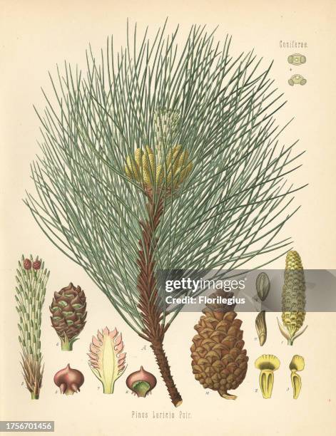 Austrian pine or black pine, Pinus nigra subsp. Laricio . Chromolithograph after a botanical illustration from Hermann Adolph Koehler's Medicinal...