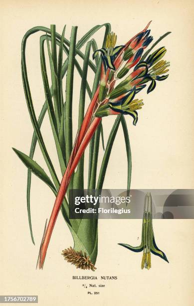 Queen’s tears plant, Billbergia nutans. Chromolithograph from an illustration by Desire Bois from Edward Step’s Favourite Flowers of Garden and...