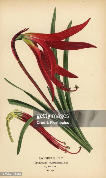 Jacobean lily, Sprekelia formosissima. Chromolithograph from an illustration by Desire Bois from Edward Step’s Favourite Flowers of Garden and...