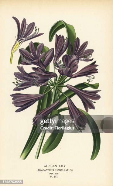 African lily, Agapanthus africanus . Chromolithograph from an illustration by Desire Bois from Edward Step’s Favourite Flowers of Garden and...