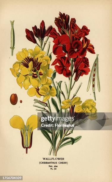 Wallflowers, Erysimum × cheiri . Chromolithograph from an illustration by Desire Bois from Edward Step’s Favourite Flowers of Garden and Greenhouse,...