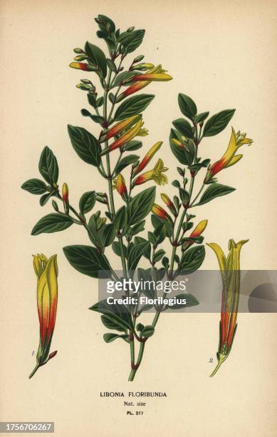 Brazilian fuchsia, Justicia floribunda . Chromolithograph from an illustration by Desire Bois from Edward Step’s Favourite Flowers of Garden and...