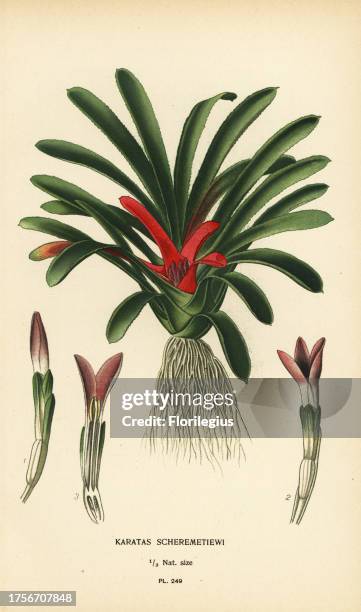 Nidularium scheremetiewii . Chromolithograph from an illustration by Desire Bois from Edward Step’s Favourite Flowers of Garden and Greenhouse,...