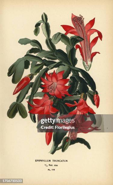 False Christmas cactus, Schlumbergera truncata . Chromolithograph from an illustration by Desire Bois from Edward Step’s Favourite Flowers of Garden...