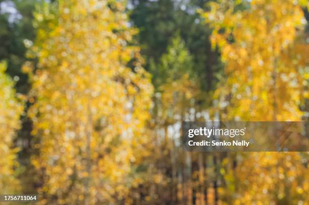 defocused background of forest in autumn. trees are covered in yellow foliage, and sun is shining through the leaves. background is perfect for creating sense of depth and atmosphere. - smog stock pictures, royalty-free photos & images