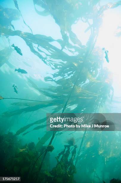 kelp forest - blue tang fish stock-fotos und bilder