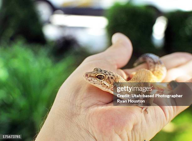 leopard gecko held by owner - gecko leopard stock pictures, royalty-free photos & images