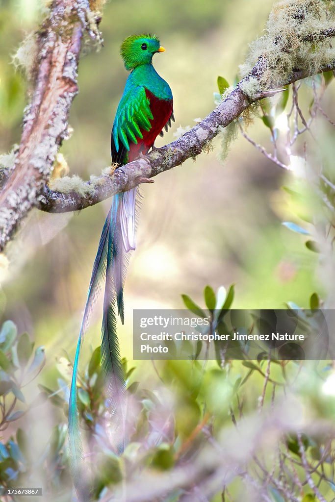 Resplendend Quetzal