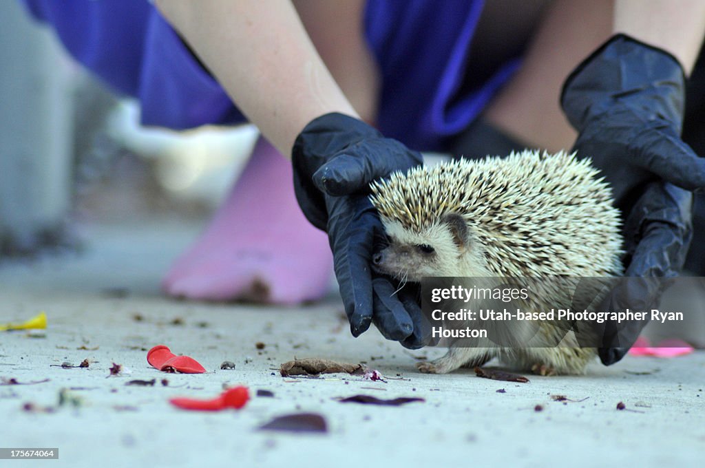 Spike the Hedgehog is Feeling Feisty