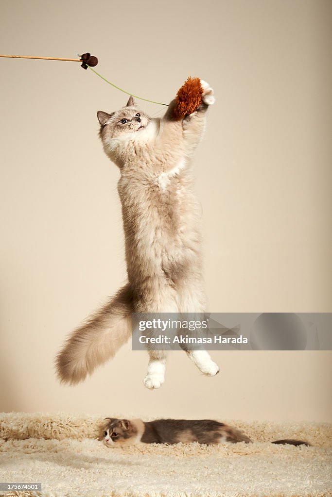 Cat is jumping to a toy.