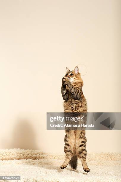 cats are jumping in a position like praying - domestic cat standing stock pictures, royalty-free photos & images