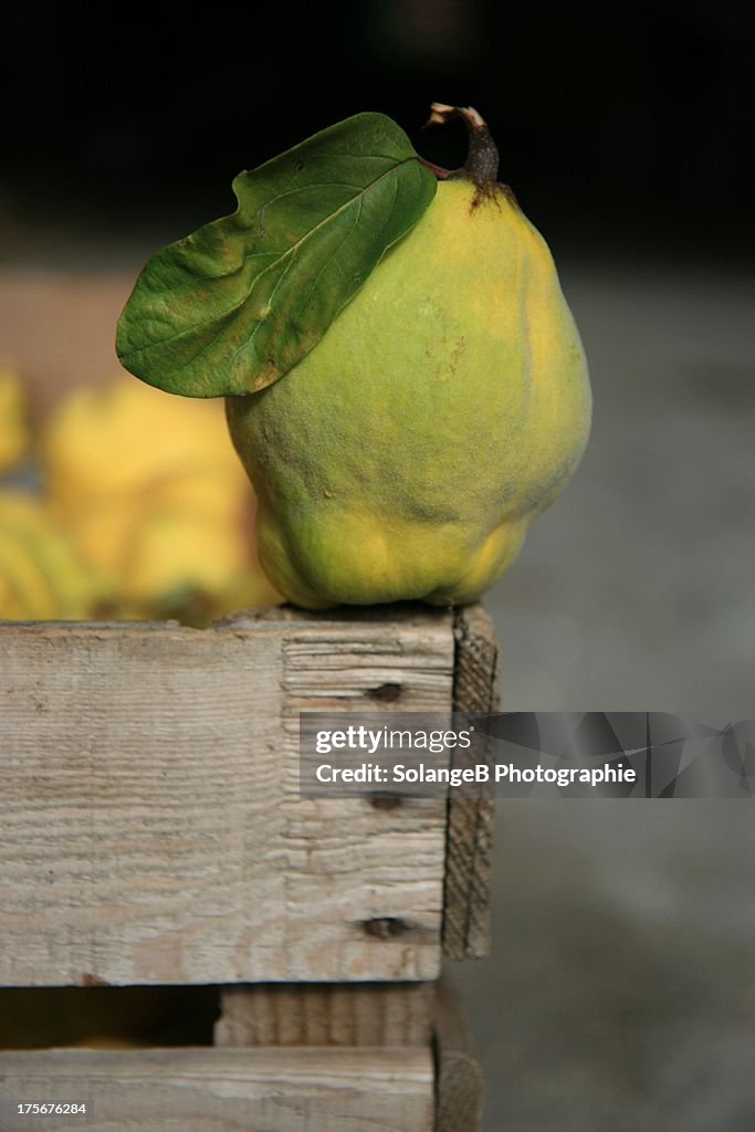 Coing - Quince