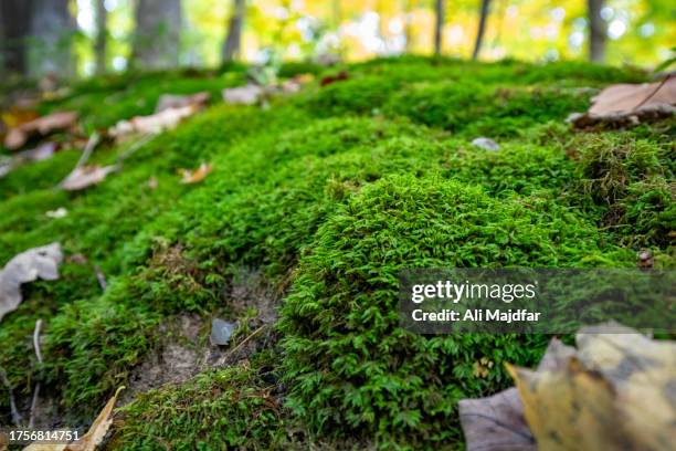 pincushion moss in woods - moss stock pictures, royalty-free photos & images