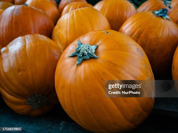 With Halloween night getting closer, people visited a farm close to the city of Nijmegen to buy pumpkins to carve. In Groesbeek, on October 29th,...