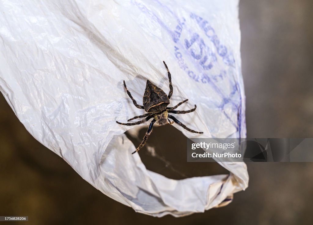 Parawixia dehaani is a species of orbweaver spider that belongs to