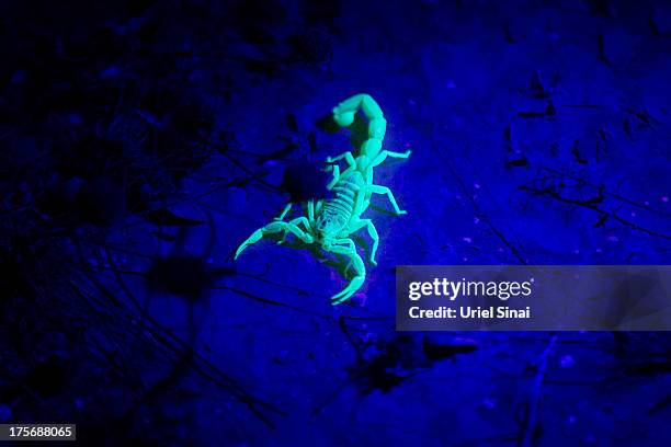 Yellow scorpion glows in the dark on August 5, 2013 near Sde Boker in the Negev Desert, Israel. The Negev is second on a list of the world's top ten...