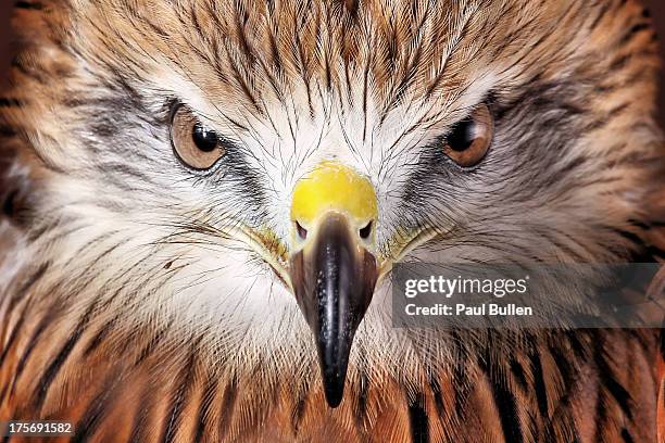 red tailed buzzard - beak photos et images de collection