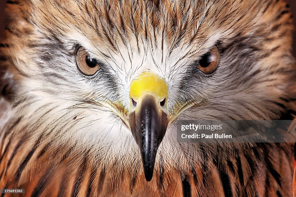 Red Tailed Buzzard