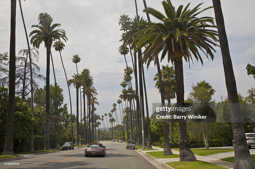 Palm trees on both sides of road