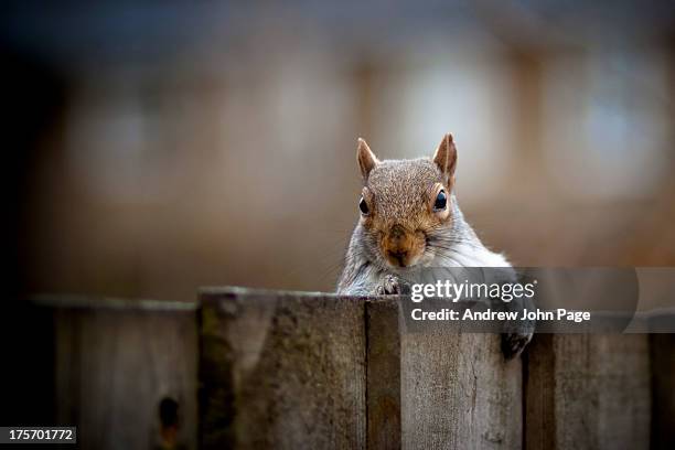 nosey neighbour - front page fotografías e imágenes de stock