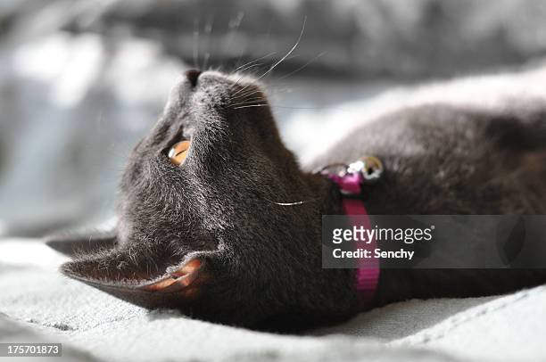resting cat - collar stock-fotos und bilder
