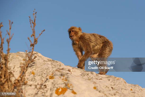 Barbary macaque monkey in the 'Upper Rock Nature Reserve' on the Rock of Gibraltar on August 6, 2013 in Gibraltar. Tensions between the British and...