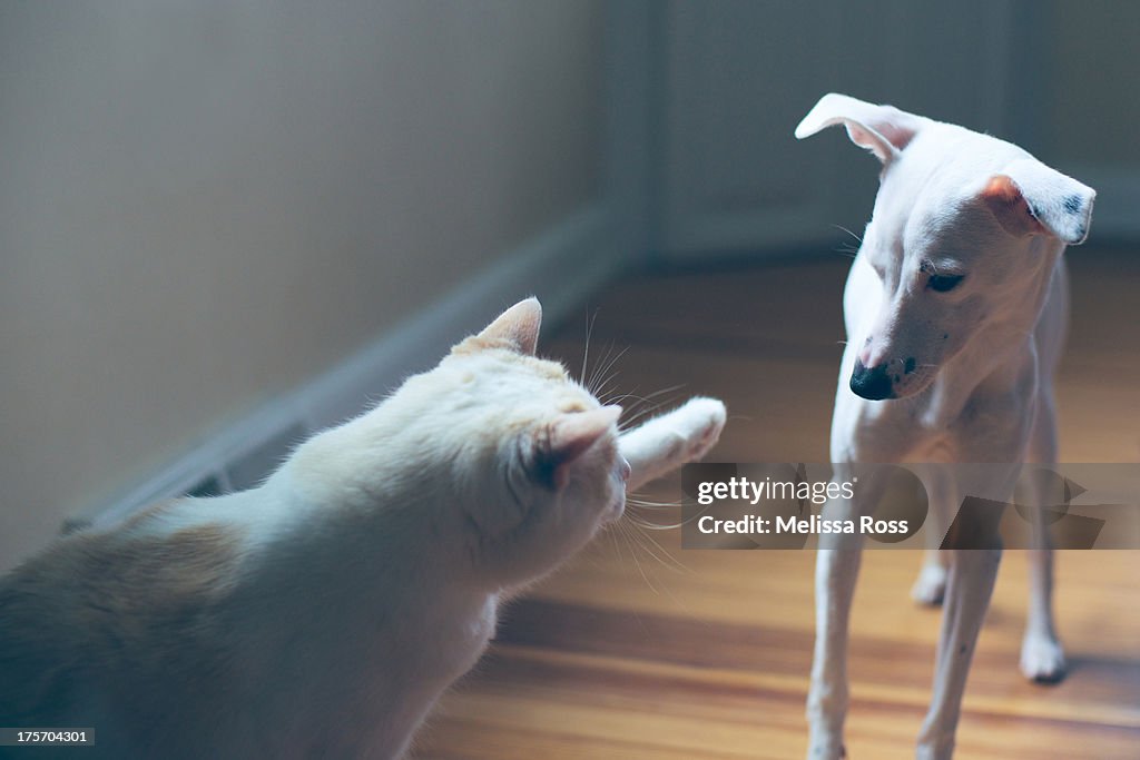 White cat hitting or swatting a white dog