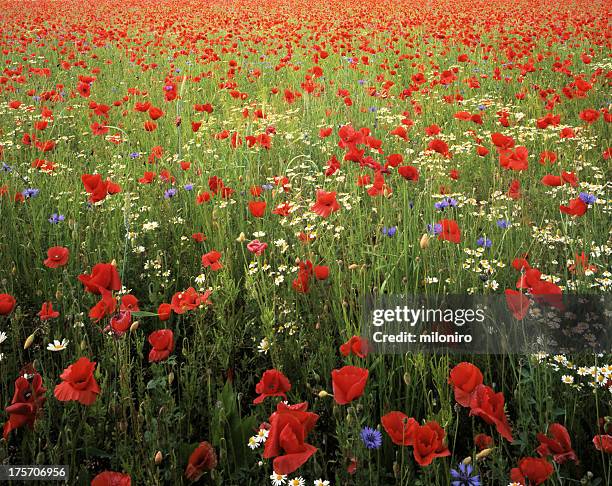 papaver - miloniro fotografías e imágenes de stock