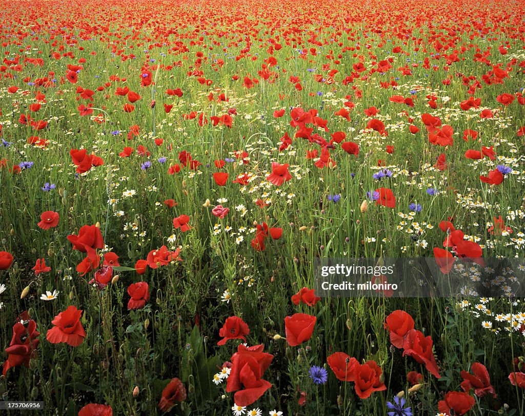 Papaver