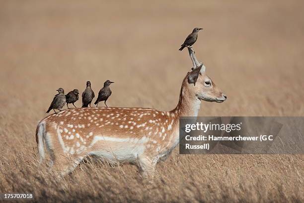 pricket picket - symbiotic relationship imagens e fotografias de stock