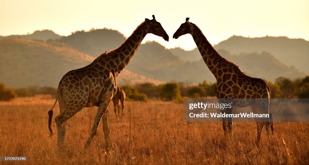 Giraffes
