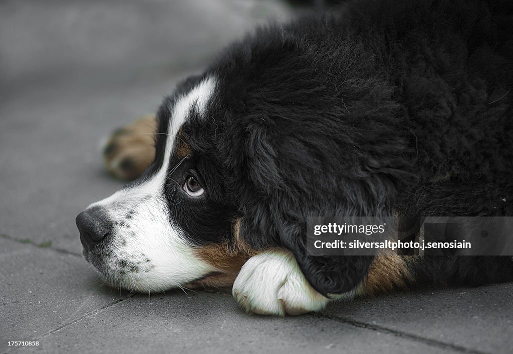 Cachorro boyero de berna
