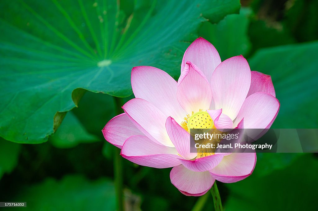 Pink Lotus