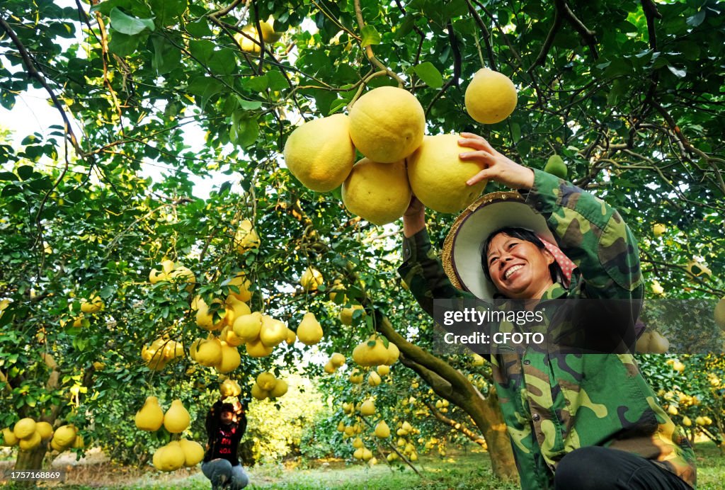 Glutinous Rice Pomelo Harvest in Liuzhou