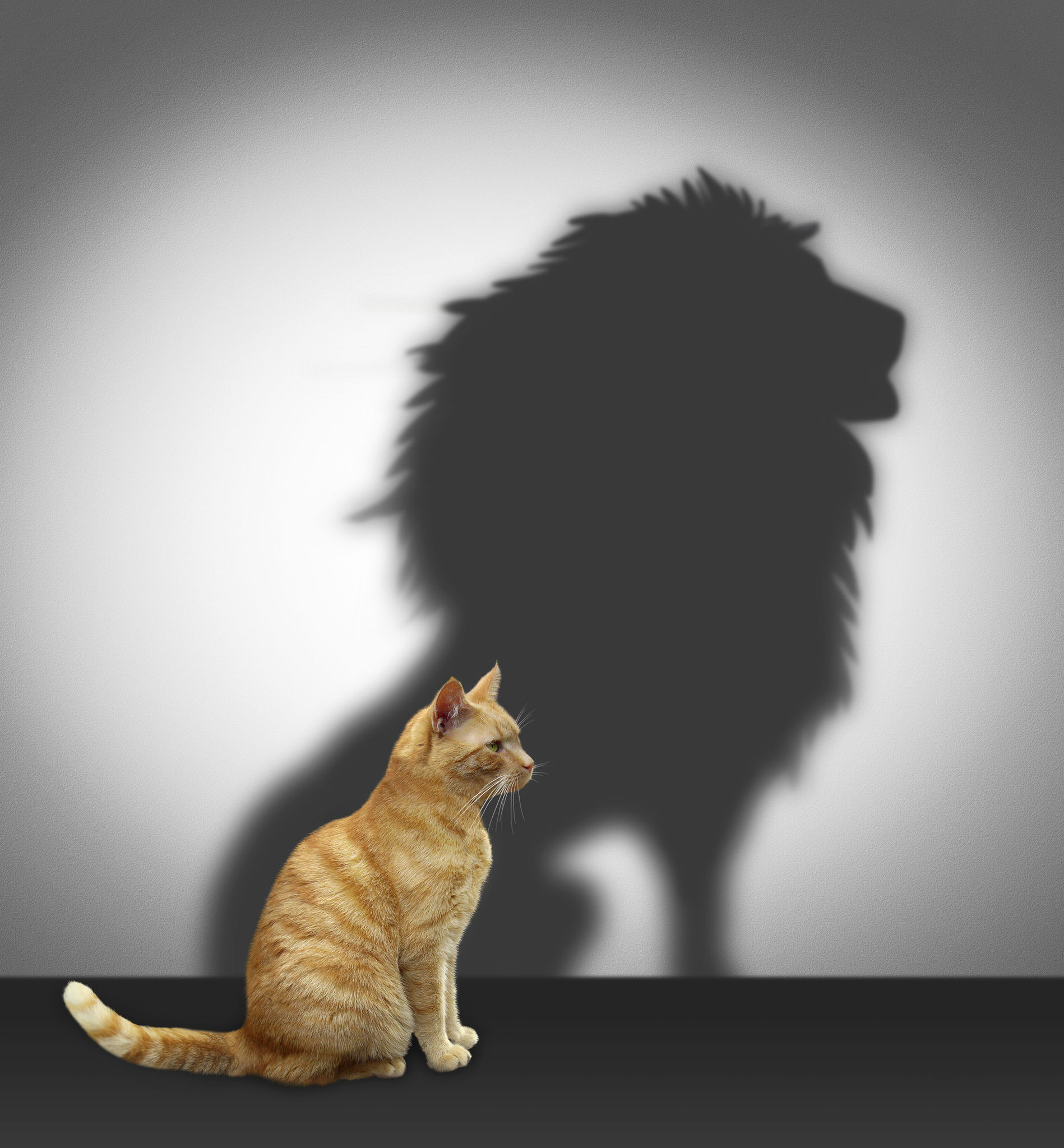 Cat with lion shadow Cat with lion shadow