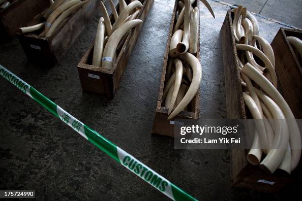 Hong Kong Customs Seize Endangered Species Cargo Hong Kong Customs Seize Endangered Species Cargo