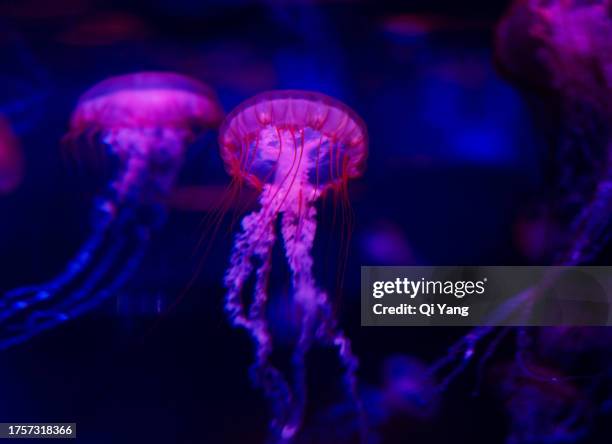 jellyfish - jellyfish stock pictures, royalty-free photos & images