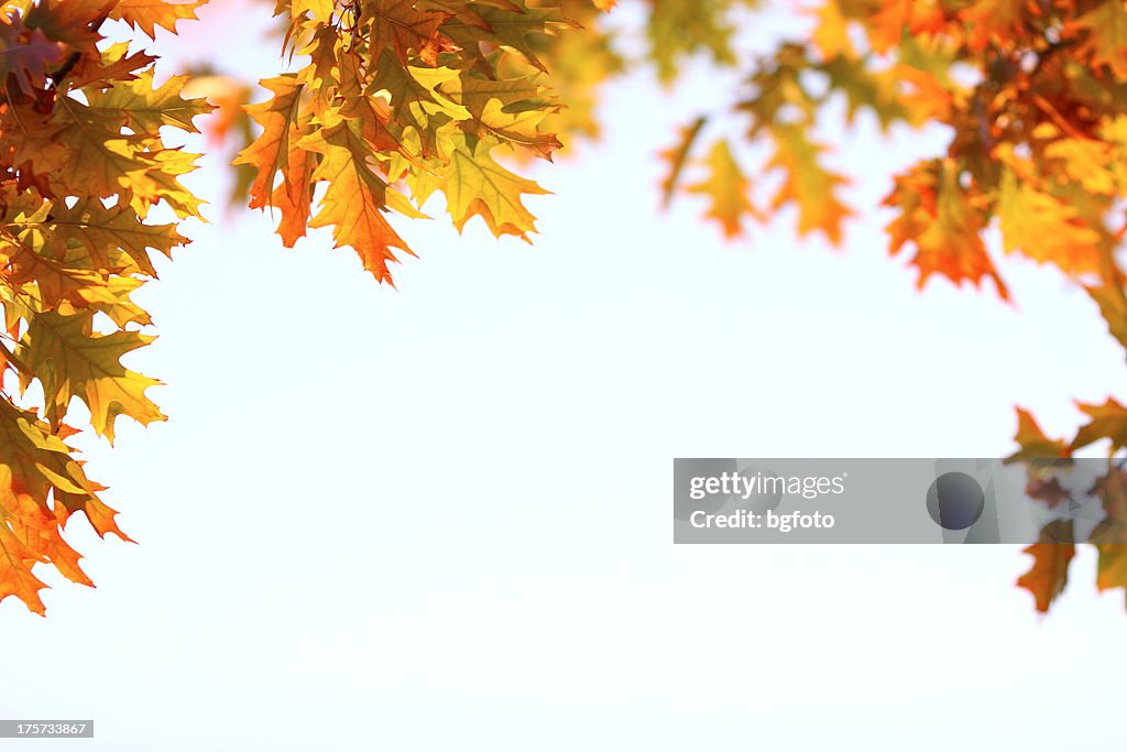 Herbst Frame