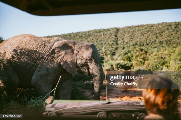 safari mit einer rangerin erkunden - wilderness guide stock-fotos und bilder