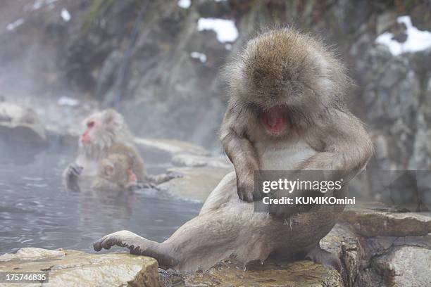 stretch and itchy itchy. - japanese macaque hot springs stock pictures, royalty-free photos & images
