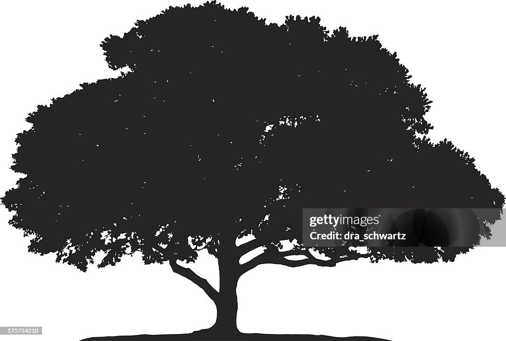 Ficus tree silhouette