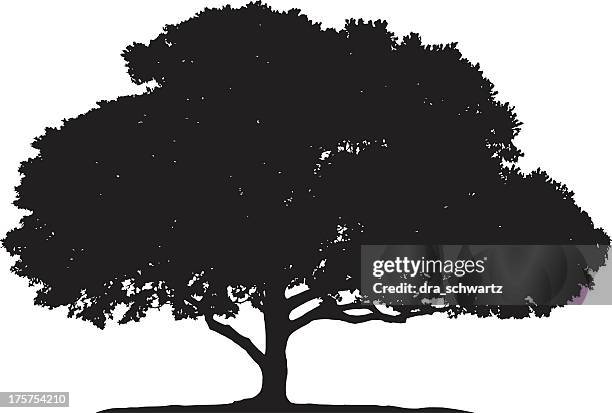 ficus tree silhouette - fig tree stock illustrations