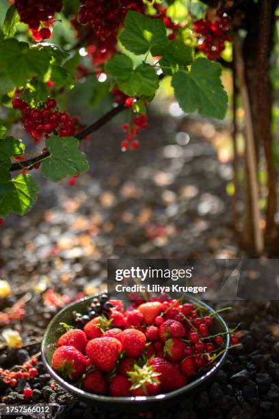 plate with freshly picked strawberries and ripe red currants. - redcurrant stock pictures, royalty-free photos & images